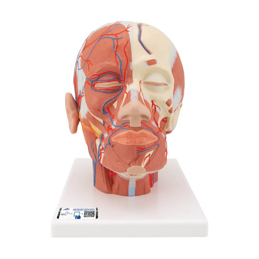3B Scientific VB128 Head and Neck Musculature Model with Blood Vessels - 3B Smart Anatomy