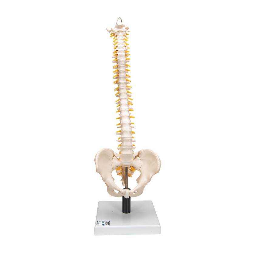 3B Scientific VB84 Flexible Spine Model with Soft Intervertebral Discs - 3B Smart Anatomy
