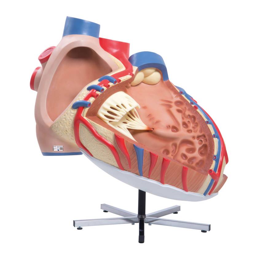 Herz organ G24+G38＋G37 3B Scientific VD250 Giant Heart Model 8 Times Life-Size