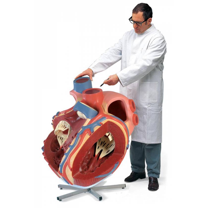 Giant Heart Model 8 Times Life-Size