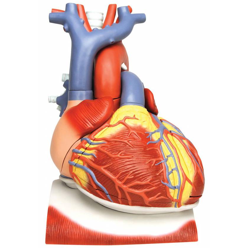 Heart on Diaphragm Model 3 Times Life-Size 10 Part