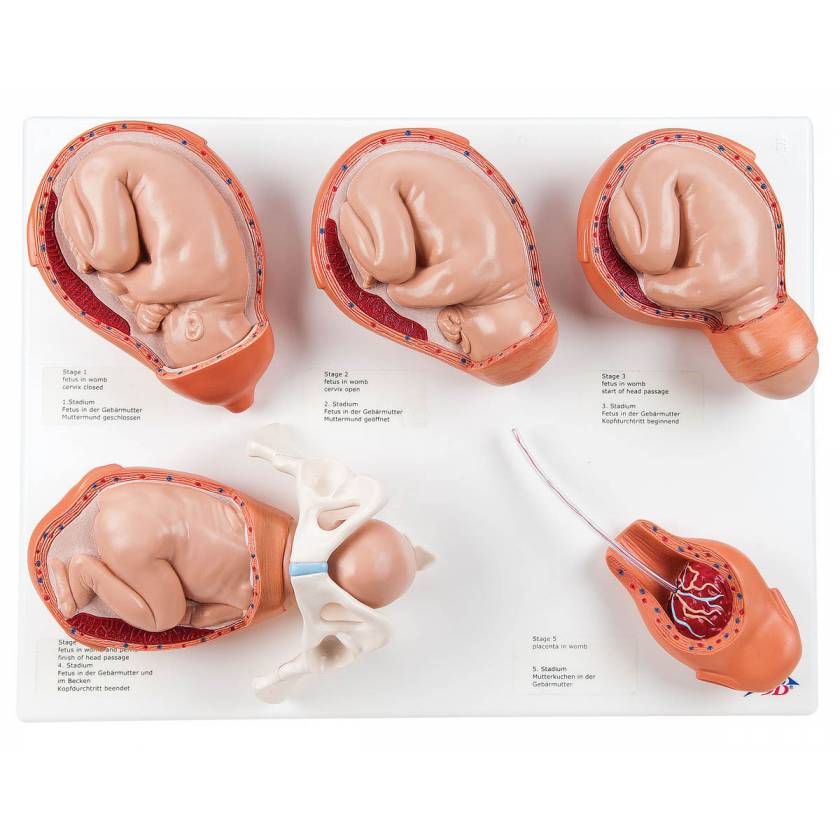 5-Stage Birth Process Model