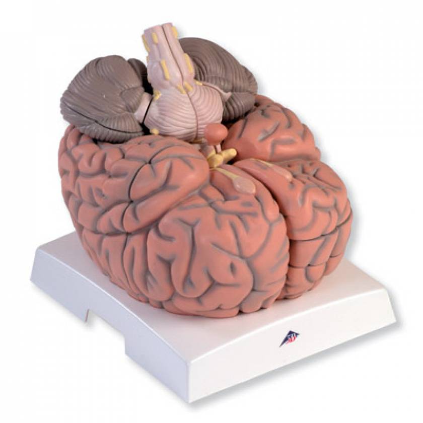 3B Scientific VH409 Giant Brain Model 14Part 2.5x FullSize