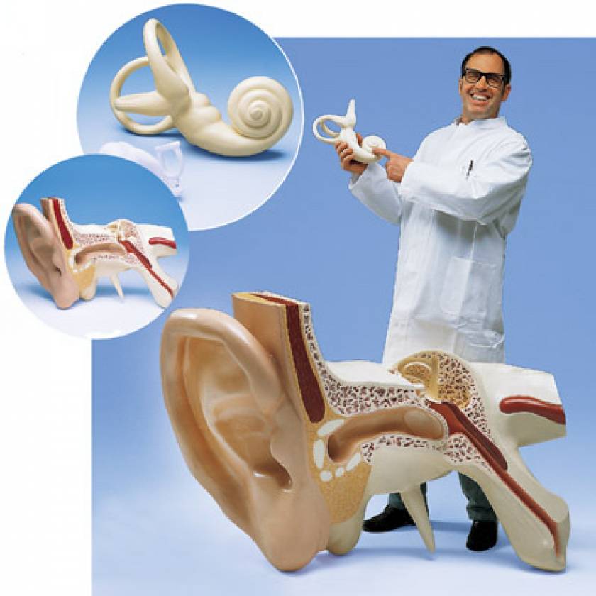 3B Scientific VJ510 Worlds Largest Ear Model 15x Full Size 3Part