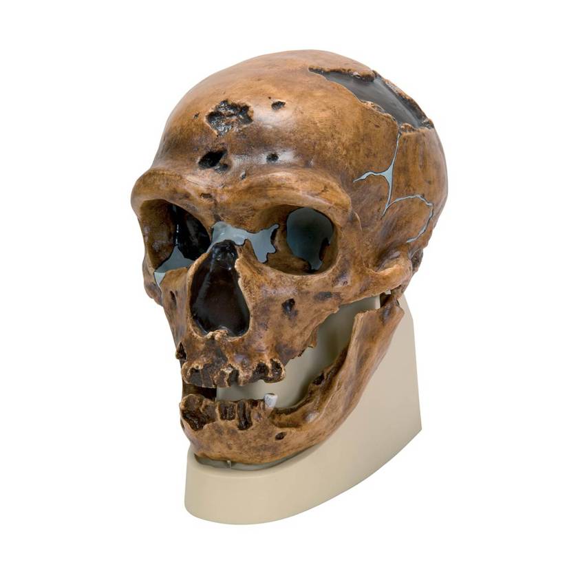 3B Scientific VP751-1 Anthropological Skull Model - La Chapelle-aux-Saints
