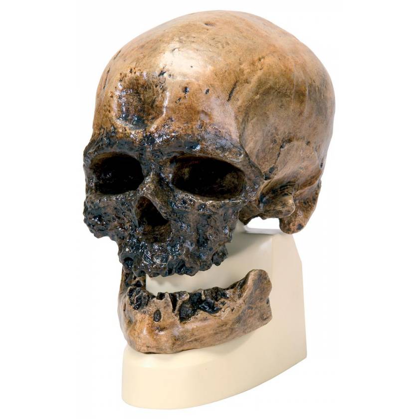 Anthropological Skull Model - Cro-Magnon