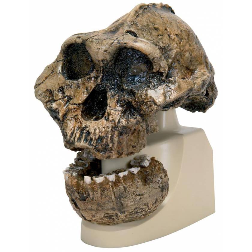 Anthropological Skull Model - KNM-ER 406, Omo L. 7a-125