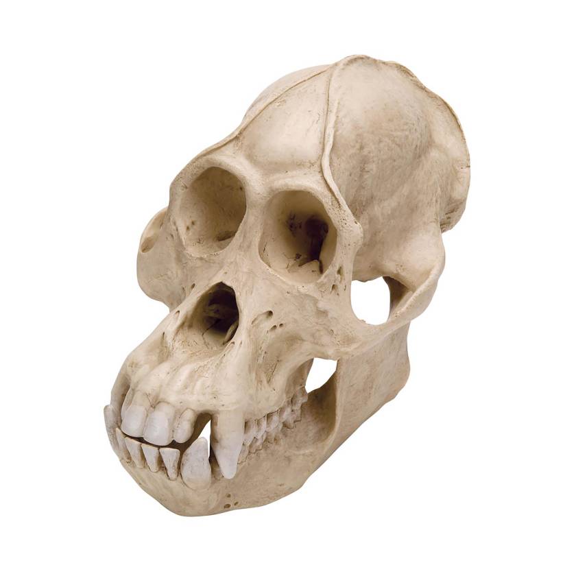 3B Scientific VP761-1 Orangutan Skull (Pongo Pygmaeus) Male Model