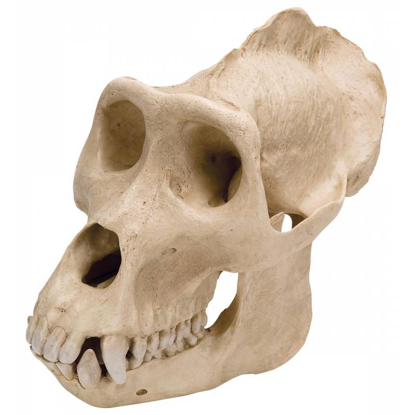 Gorilla Skull (Gorilla Gorilla) Male Model