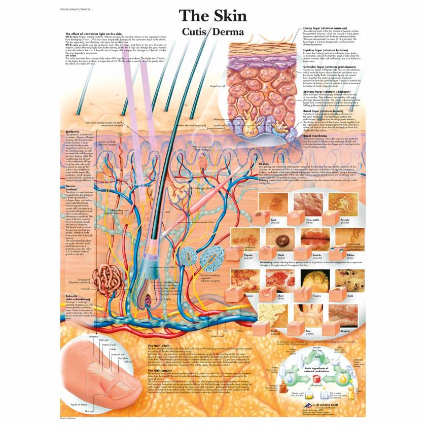 The Skin Chart