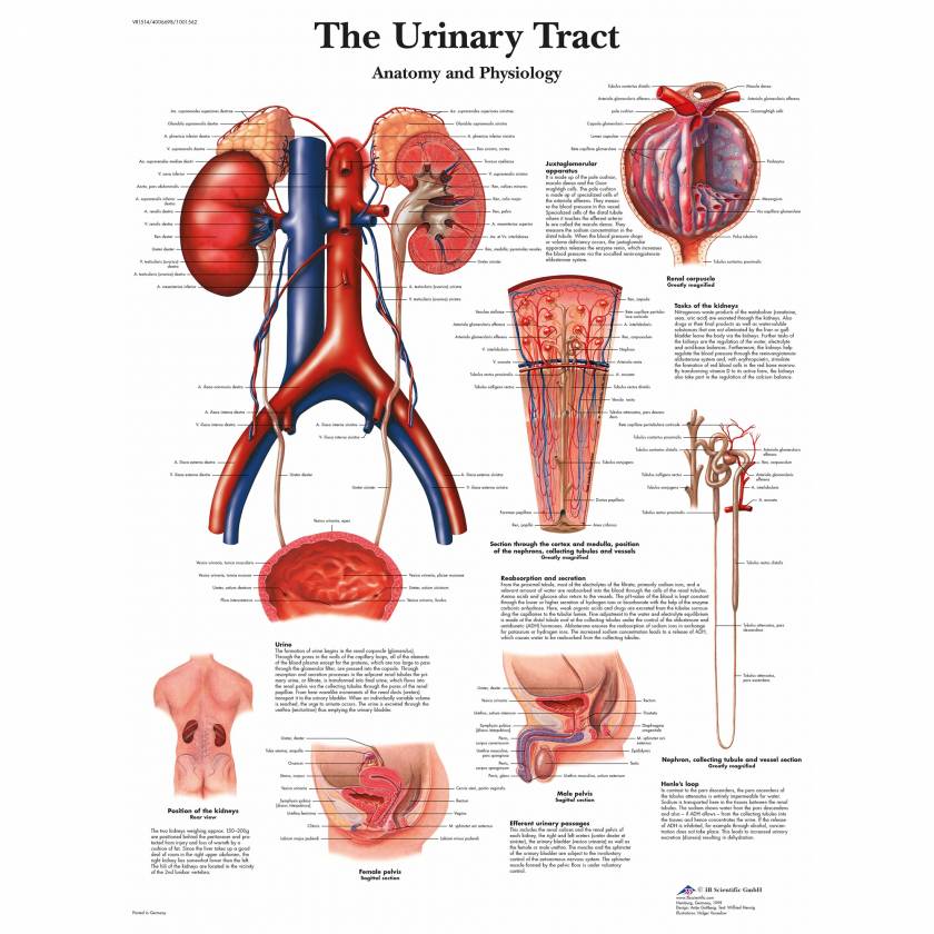 The Urinary Tract Chart