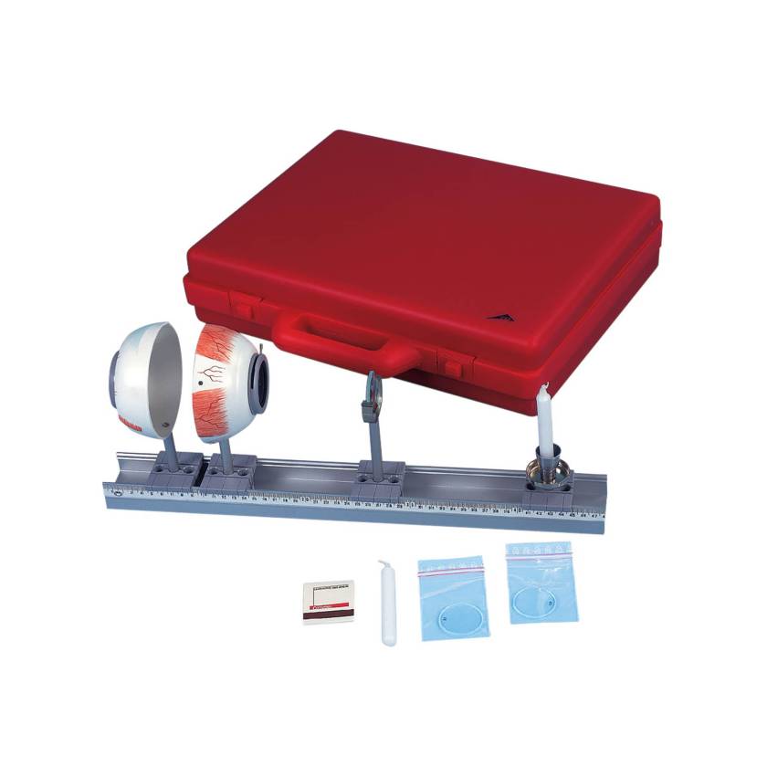 3B Scientific W11851 Physical Eye Model