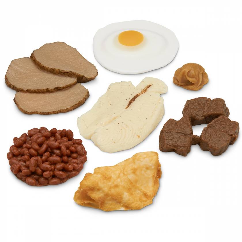Life/form Basic Protein Food Replica Kit