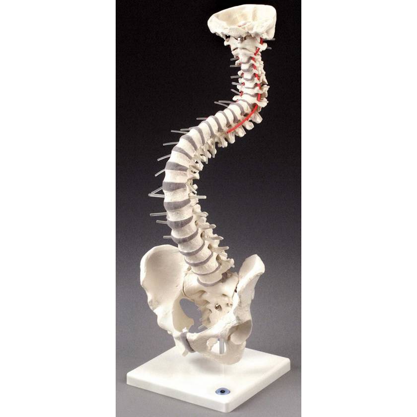 Soft Disc Vertebral Column with Stand