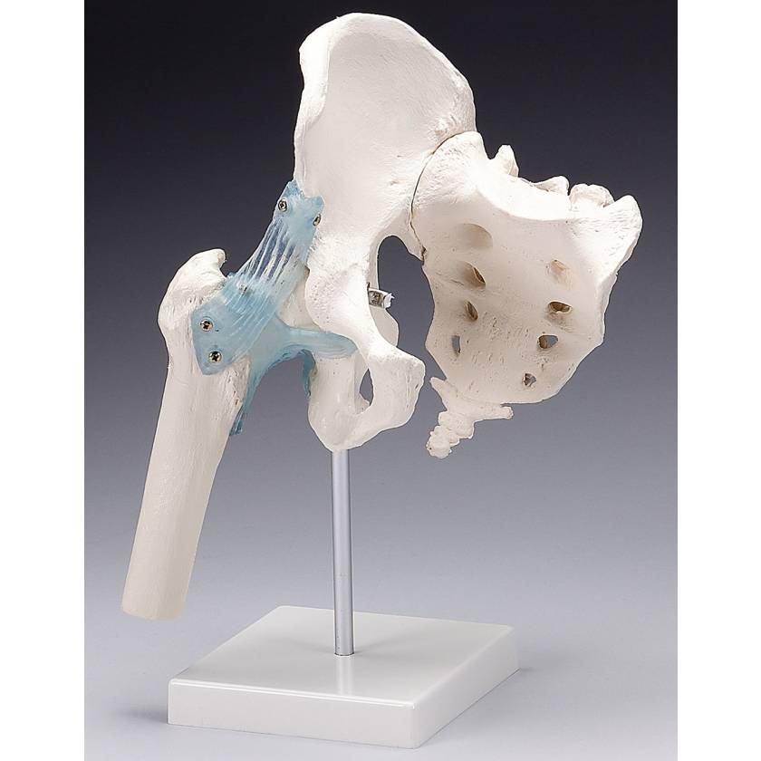 Hip Joint with Ligaments Model