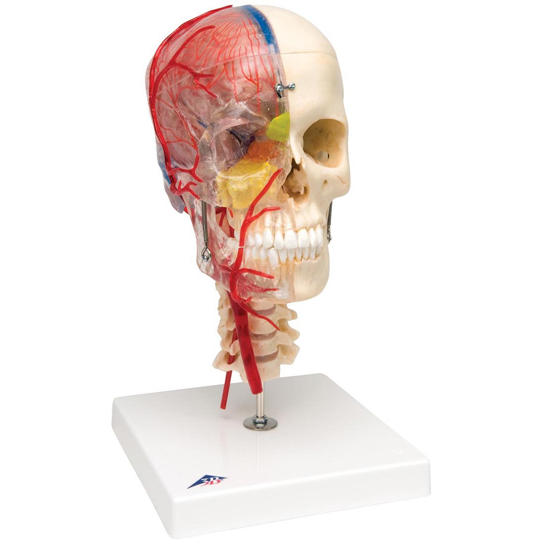 Anterior Skull  ditki medical and biological sciences