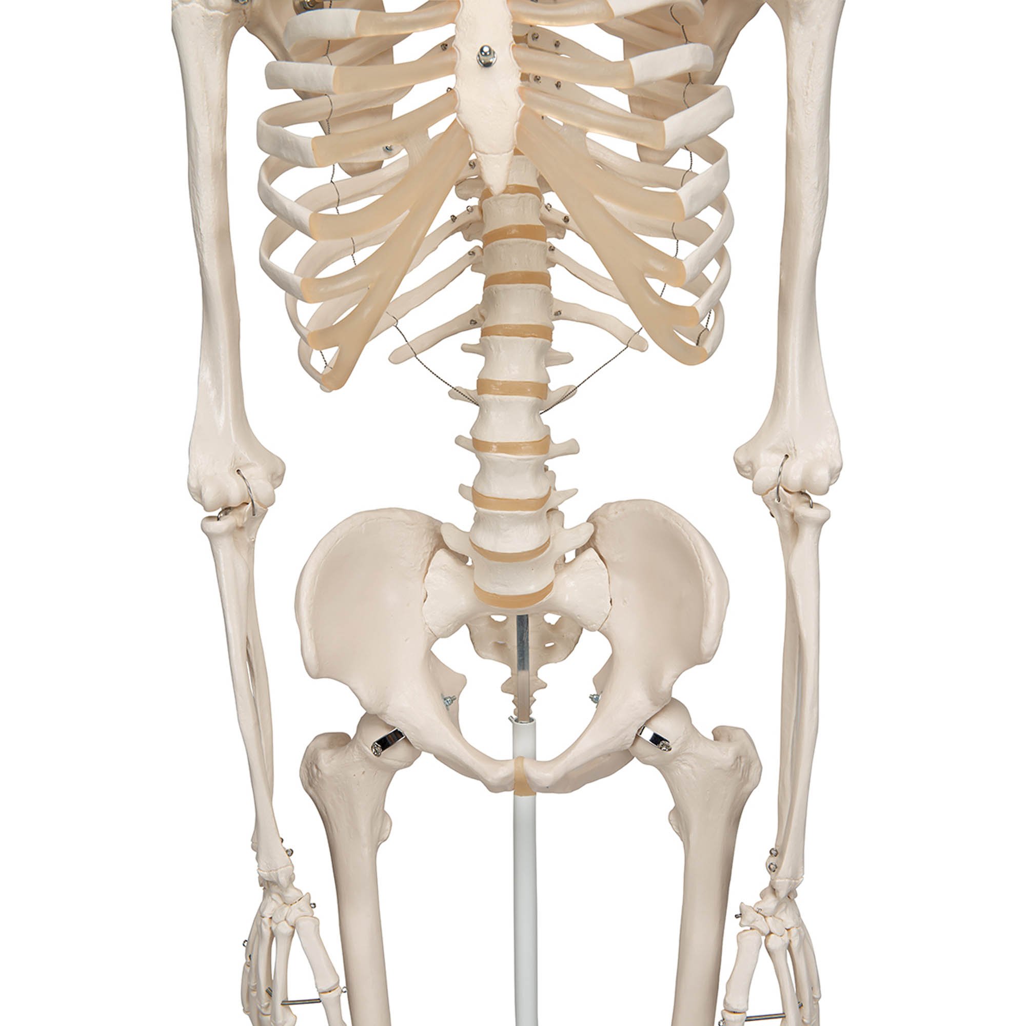 3B Scientific A10 Human Skeleton Model Stan