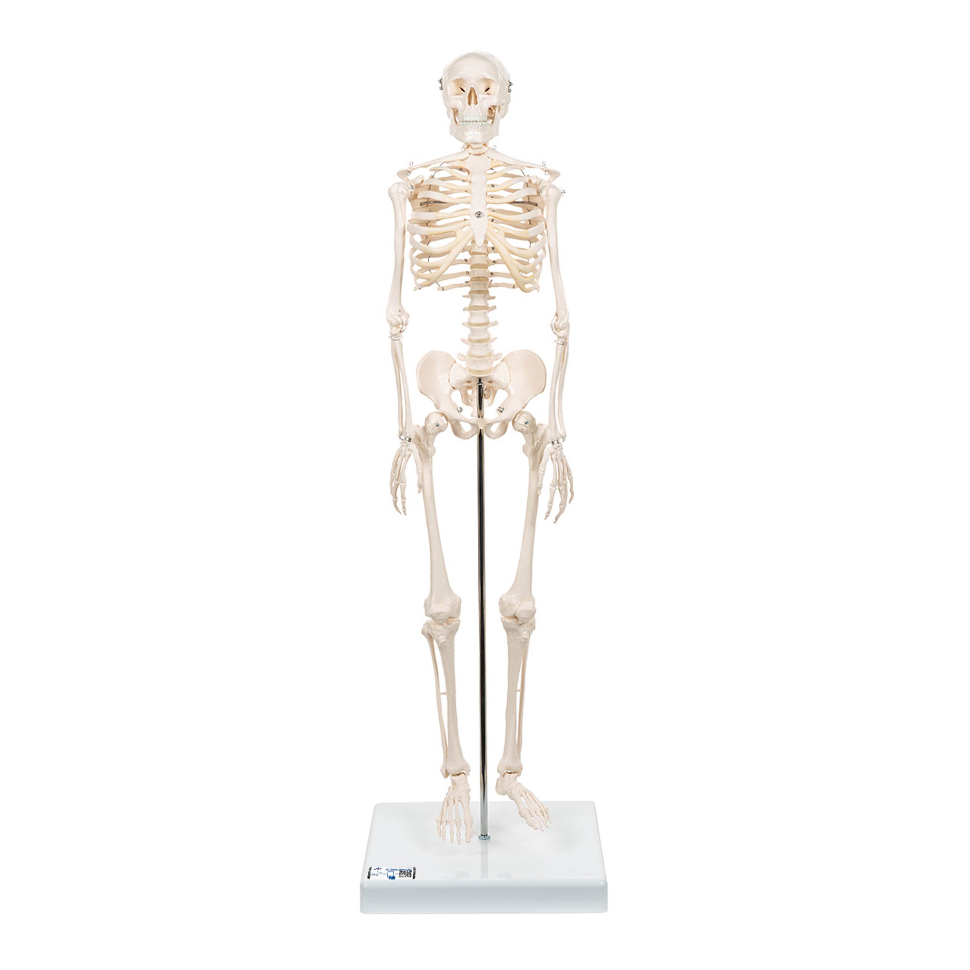 3B Scientific A18 Mounted on Base Mini Skeleton Anatomical Model