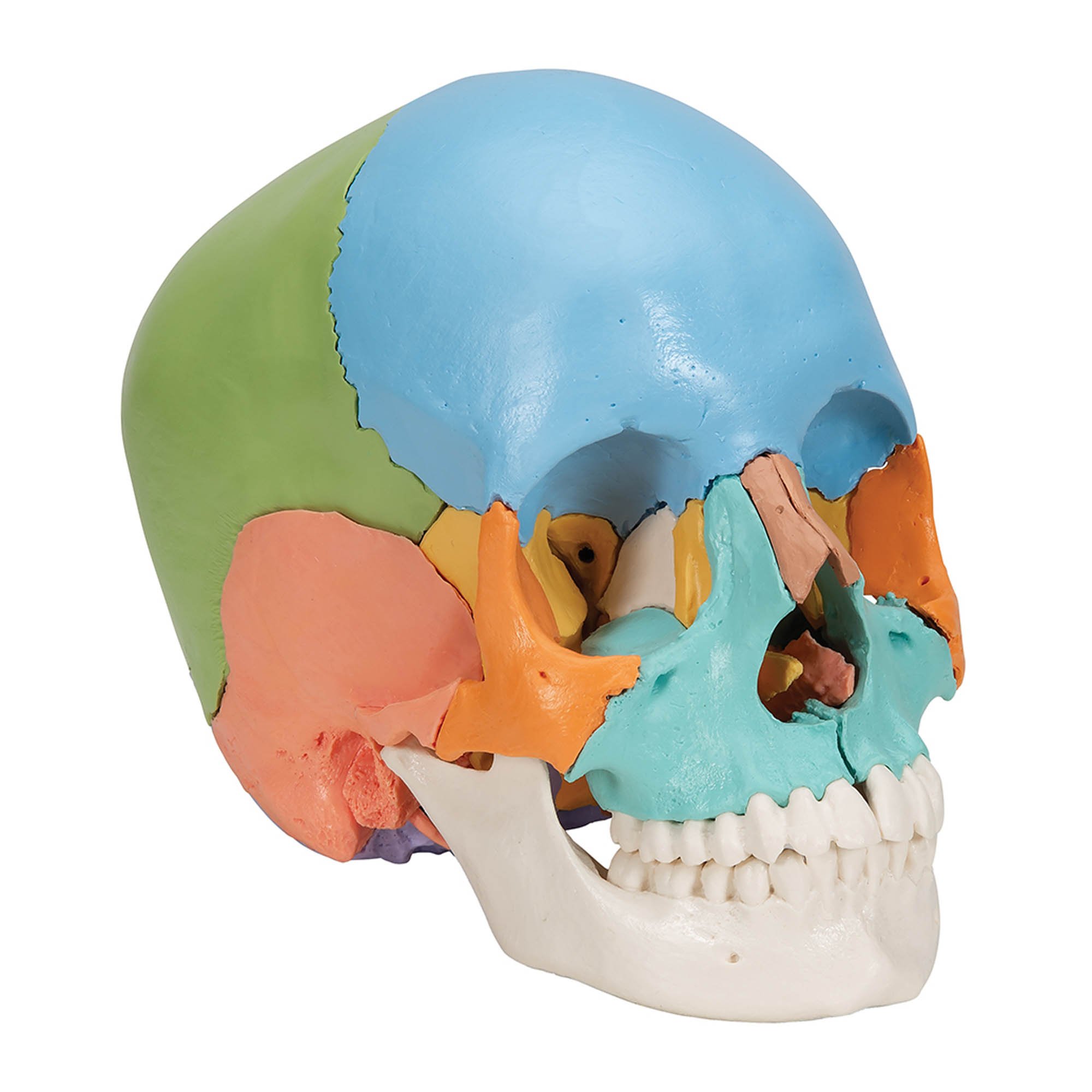 3B Anatomical Model - Adult Human Skull Model, Didactic Colored Version, 22 part 3B Anatomical Model - Adult Human Skull Model, Didactic Colored Version, 22 part