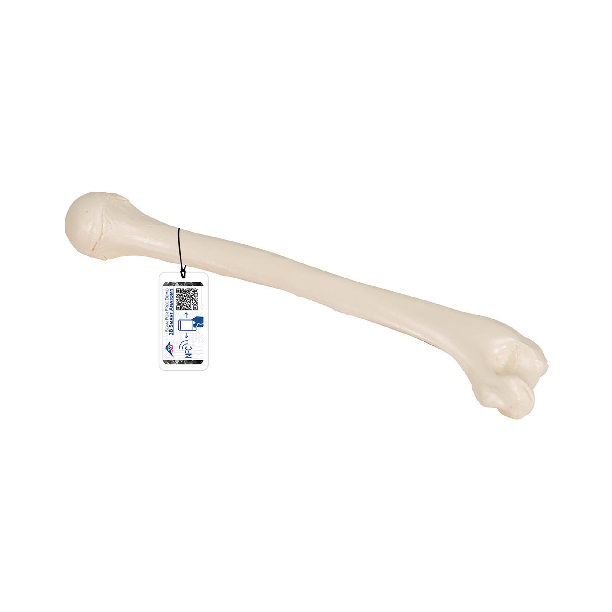 3B Scientific Arm Bone Models - 3B Smart Anatomy