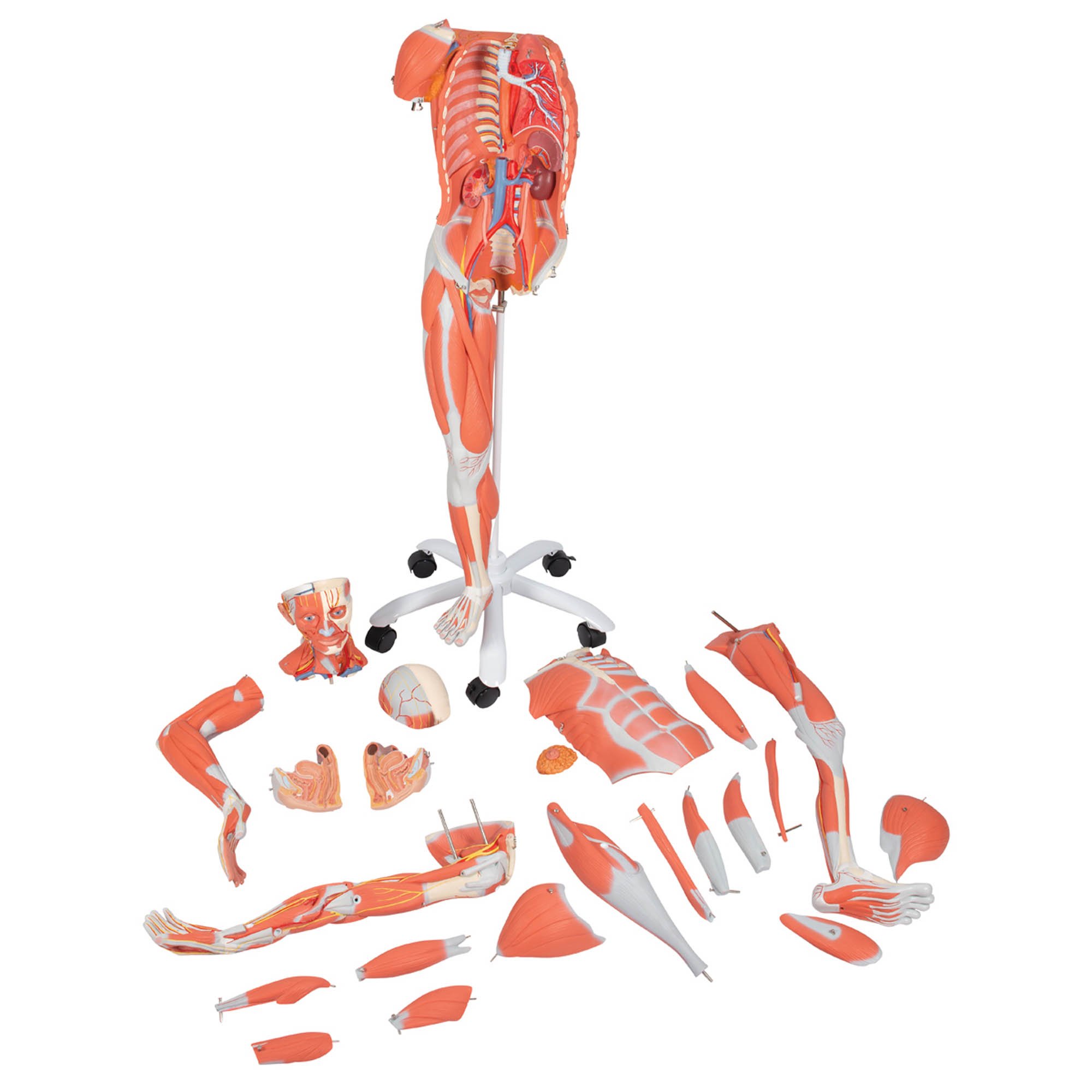 3B Anatomical Model - 3/4 Life-Size Female Human Muscle Model on Metal Stand, 23 part 3B Anatomical Model - 3/4 Life-Size Female Human Muscle Model on Metal Stand, 23 part