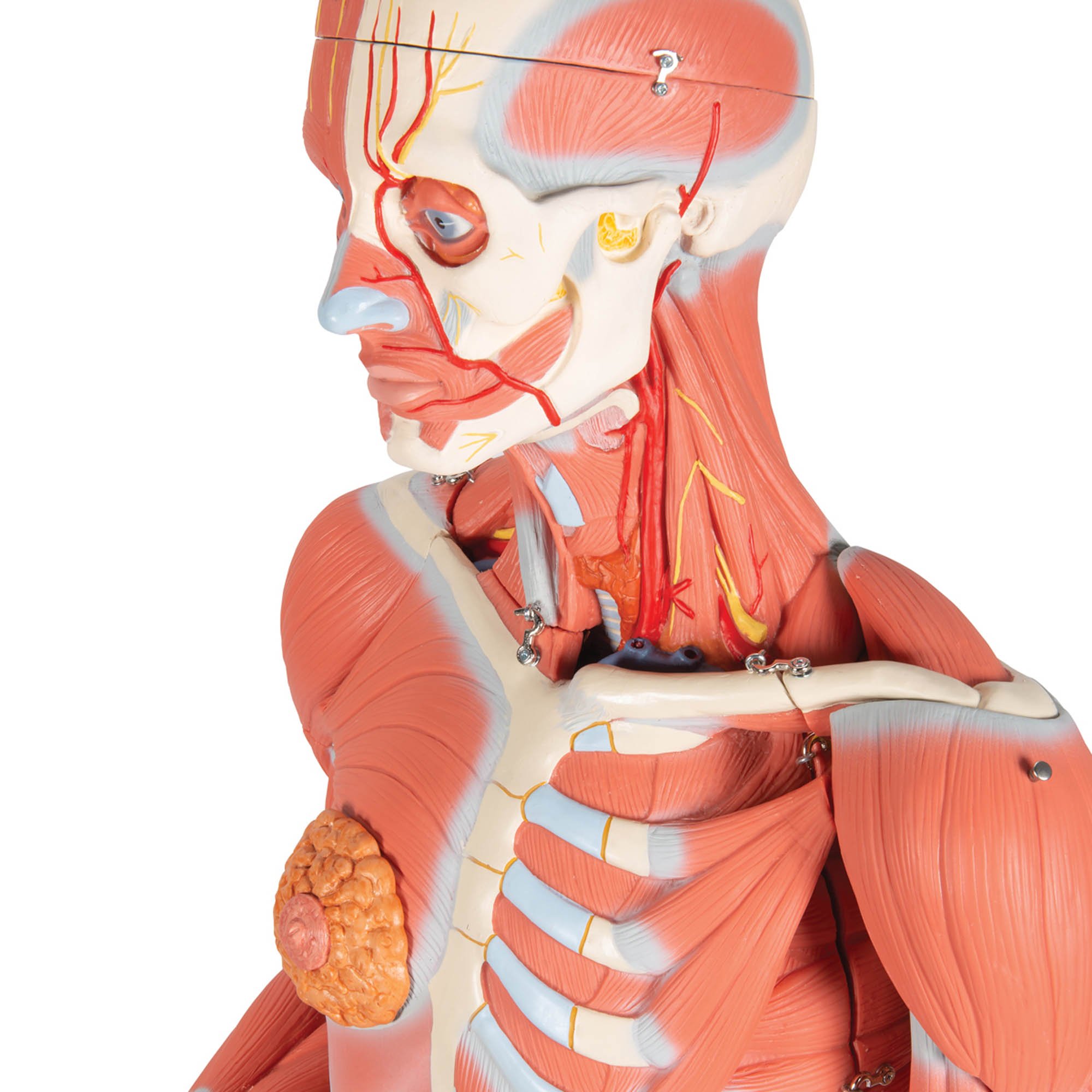 3B Anatomical Model - 3/4 Life-Size Female Human Muscle Model on Metal Stand, 23 part 3B Anatomical Model - 3/4 Life-Size Female Human Muscle Model on Metal Stand, 23 part