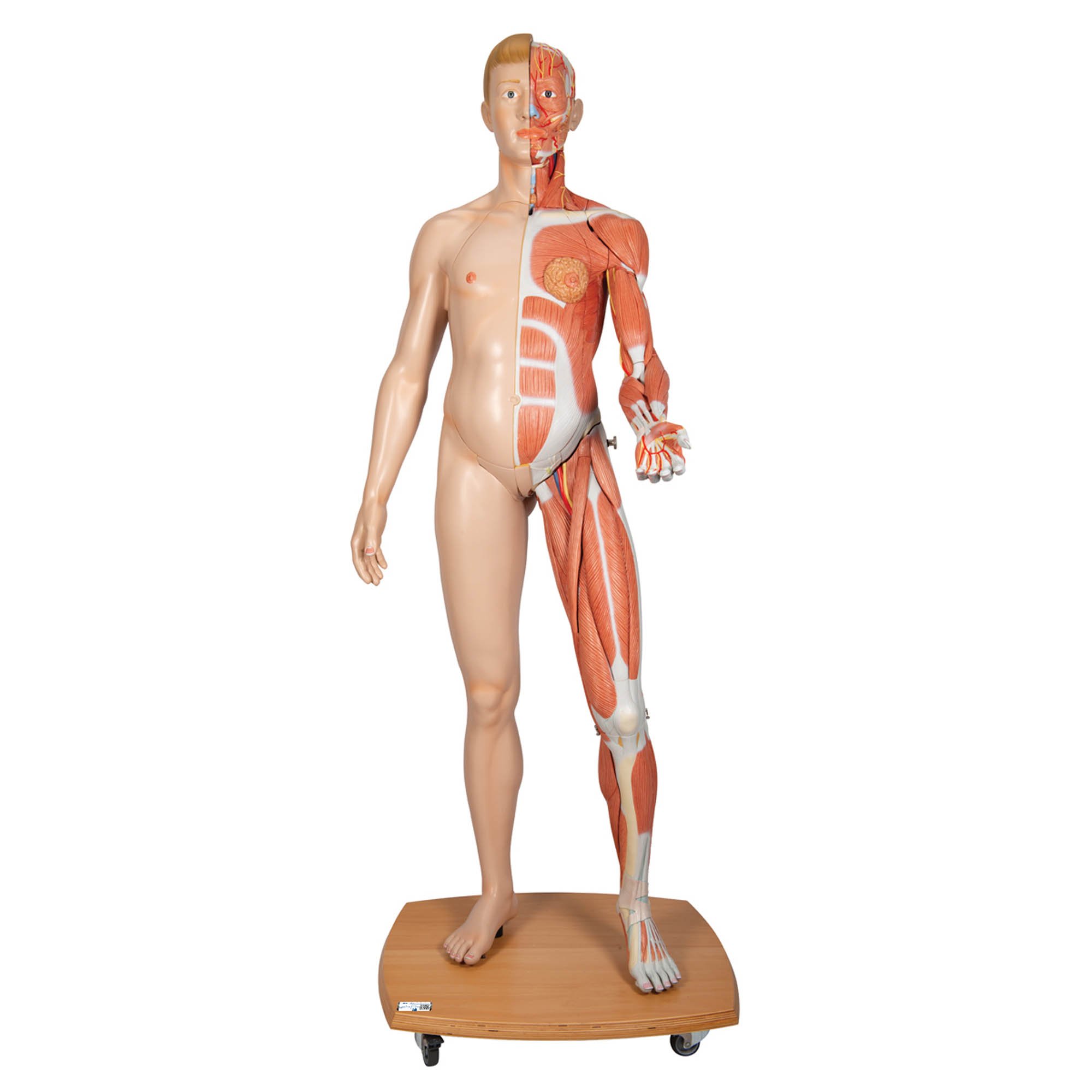 3B Scientific B53 Life-Size Dual Sex European Muscular Model 39-Part