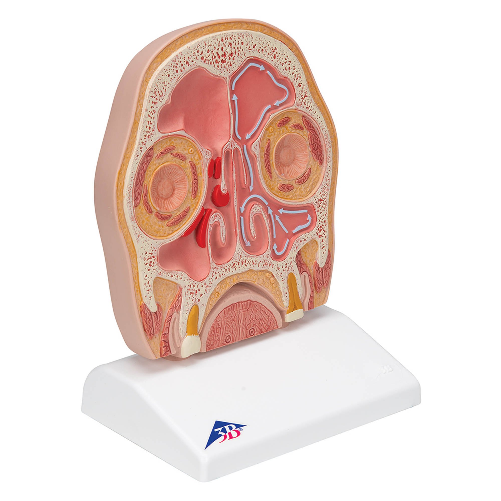3B Scientific C13 – Modello Testa Umana In Sezione Mediana E Frontale – Con Software 3B Smart Anatomy E Realtà Aumentata – Per Studi Medici - 4