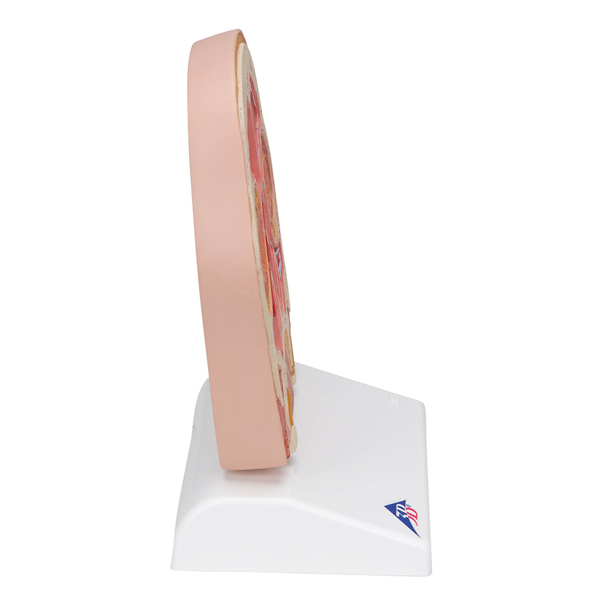 Sezione mediana e frontale della testa - 3B Smart Anatomy | 1022187