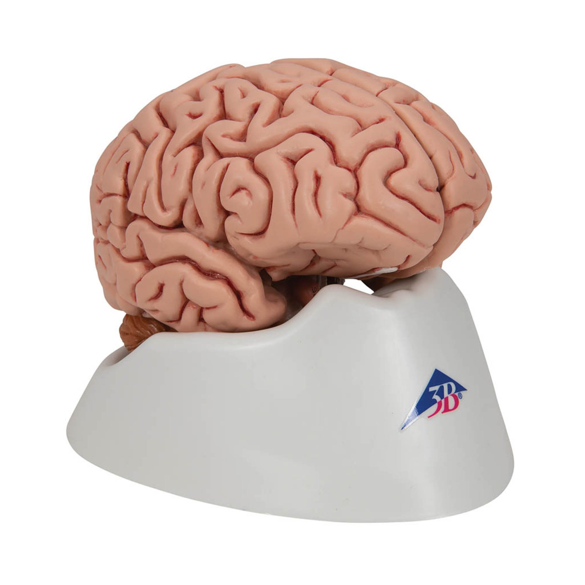 3B Anatomical Model - Classic Human Skull Model with 8 part Brain 3B Anatomical Model - Classic Human Skull Model with 8 part Brain