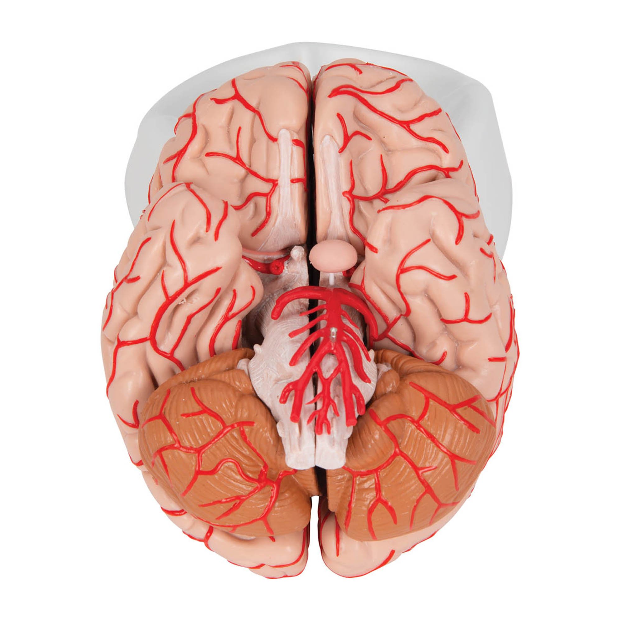 3B Scientific C20 Deluxe Brain with Arteries 9-Part