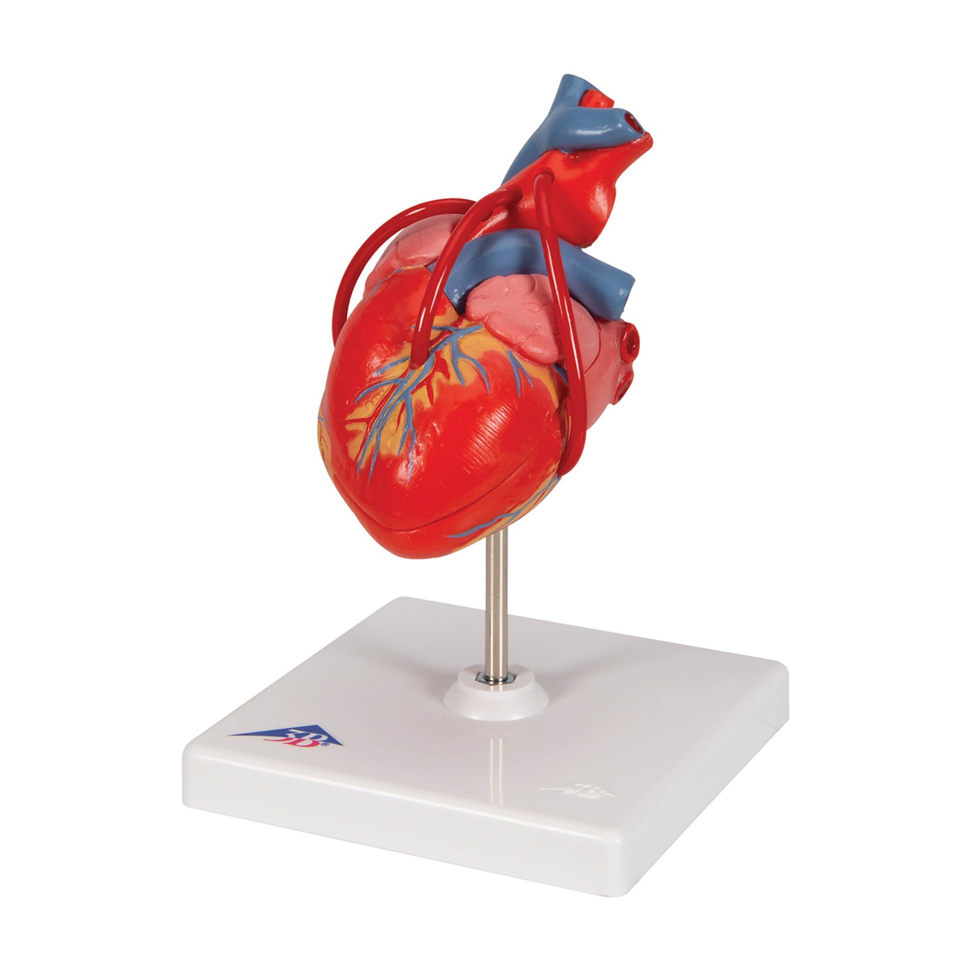 3B Scientific G05 2-Part Heart Model with Bypass