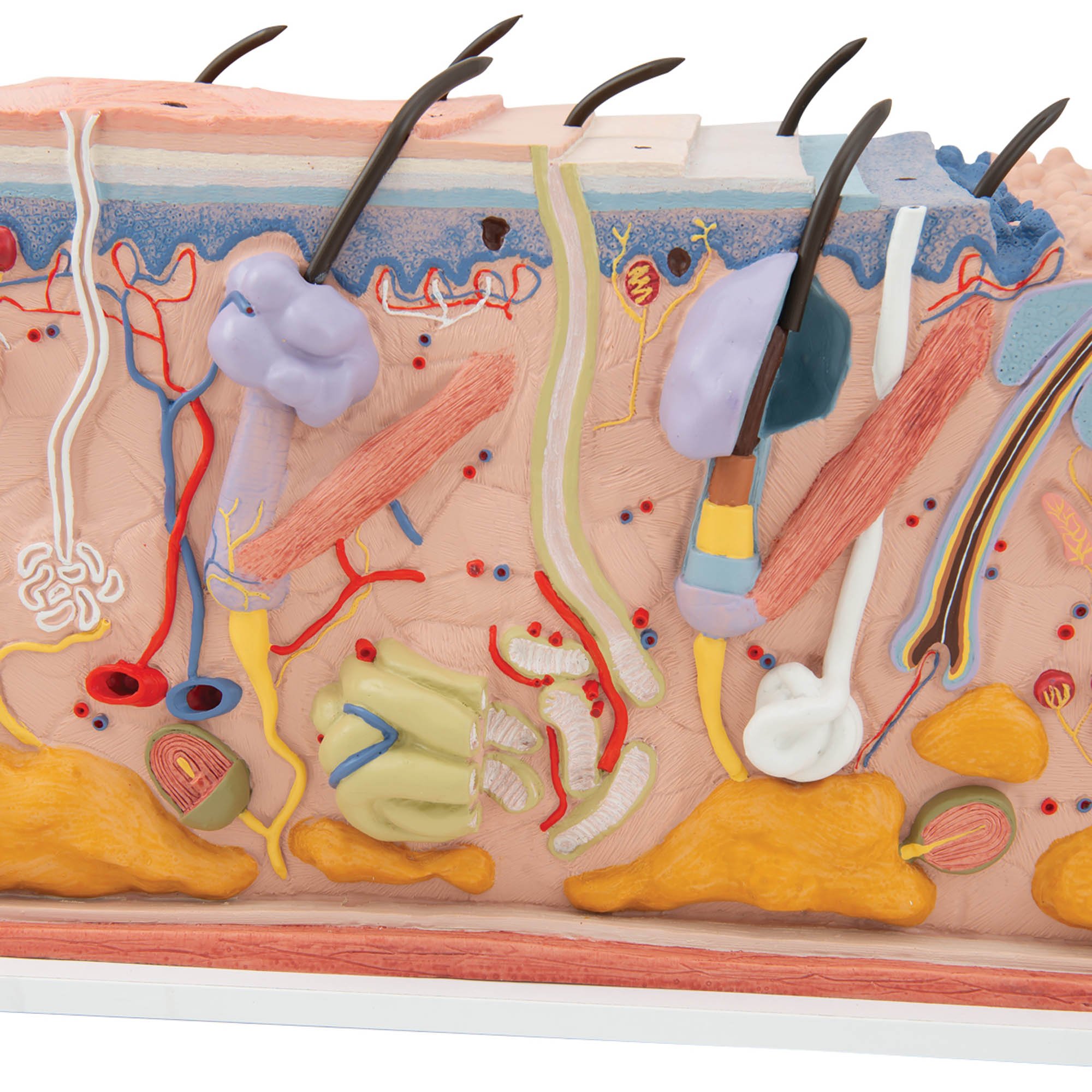 Block Inner Skin 3B Scientific J13 Skin Block Model 70 Times Full-Size