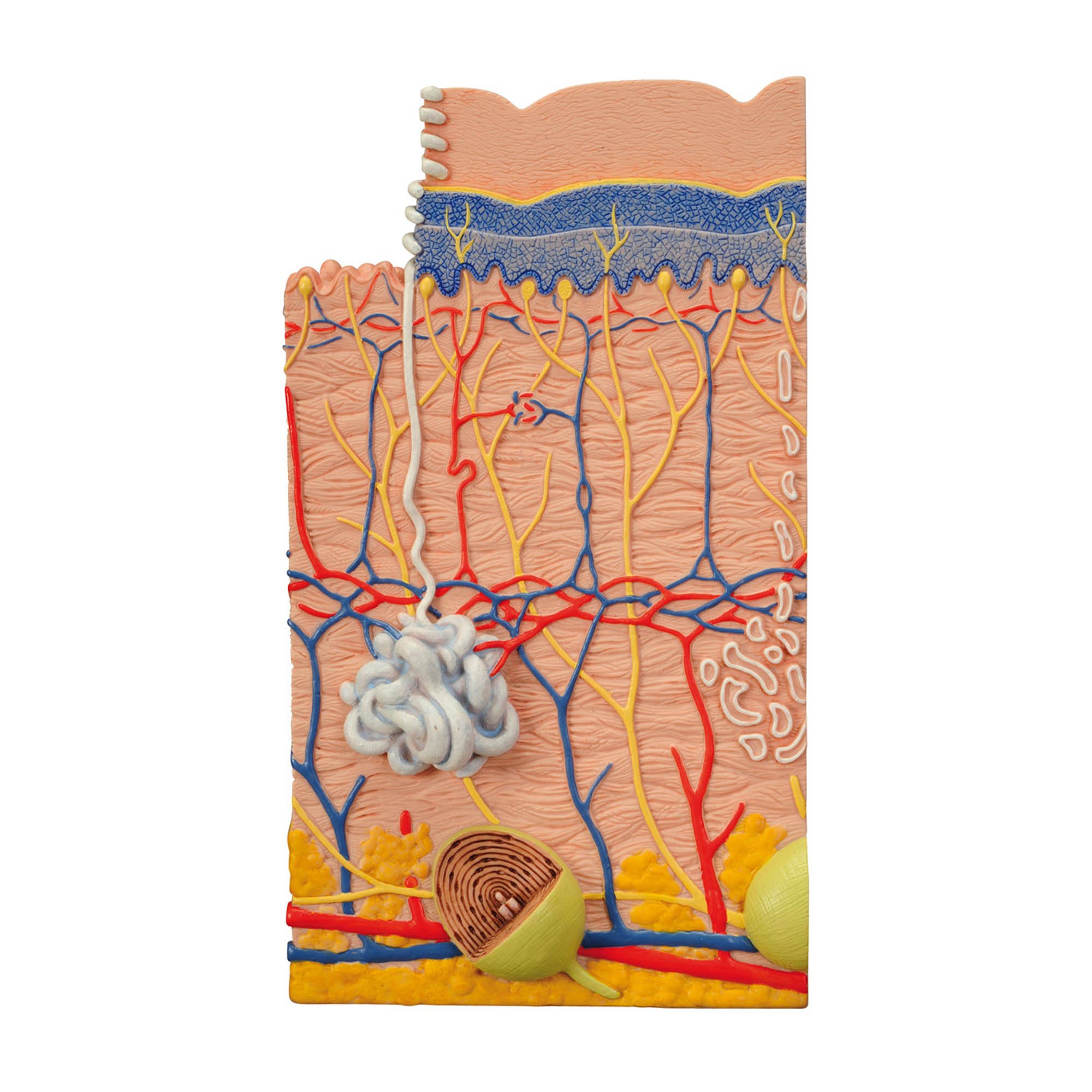 3B Scientific 3 Part Skin Model