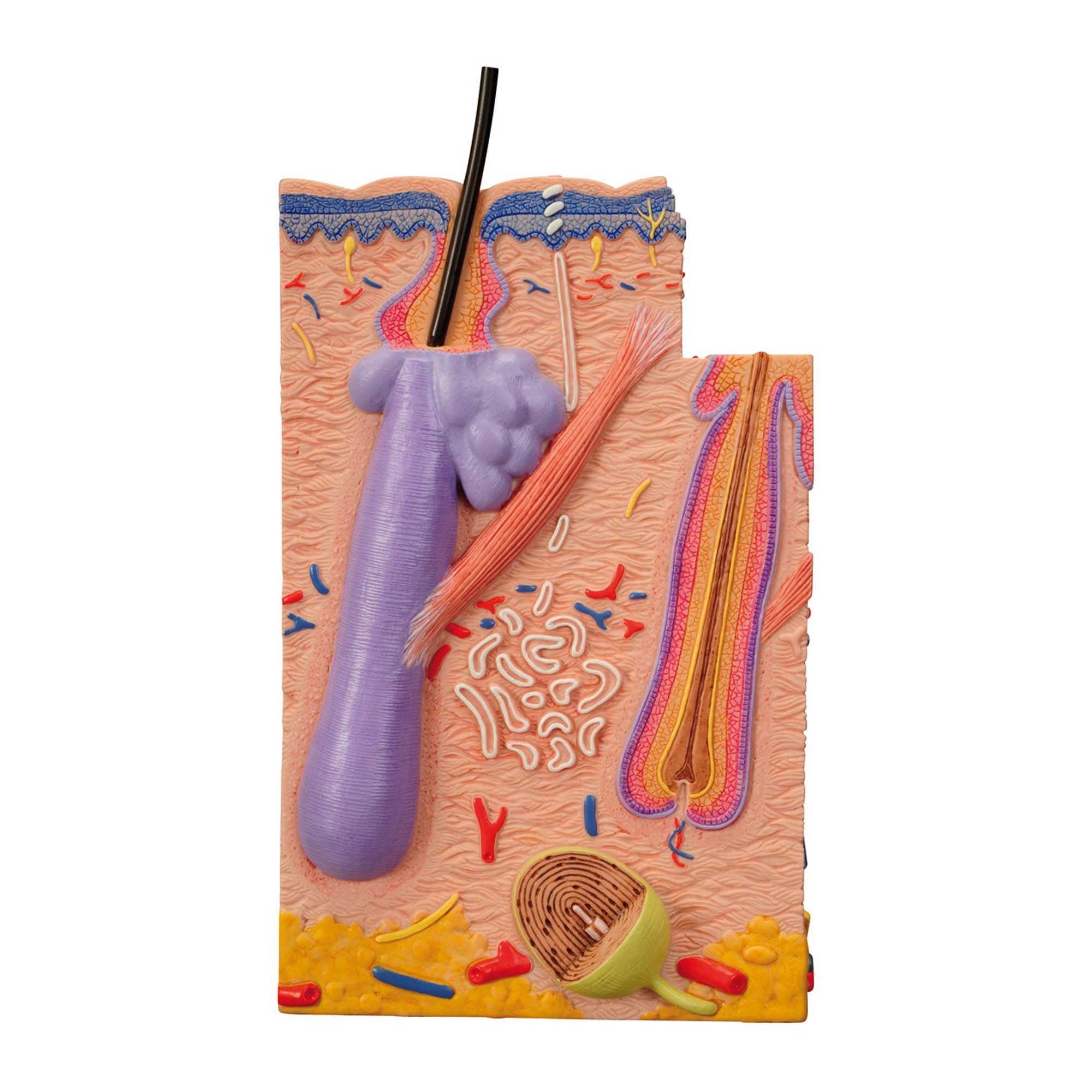 3B Scientific 3 Part Skin Model