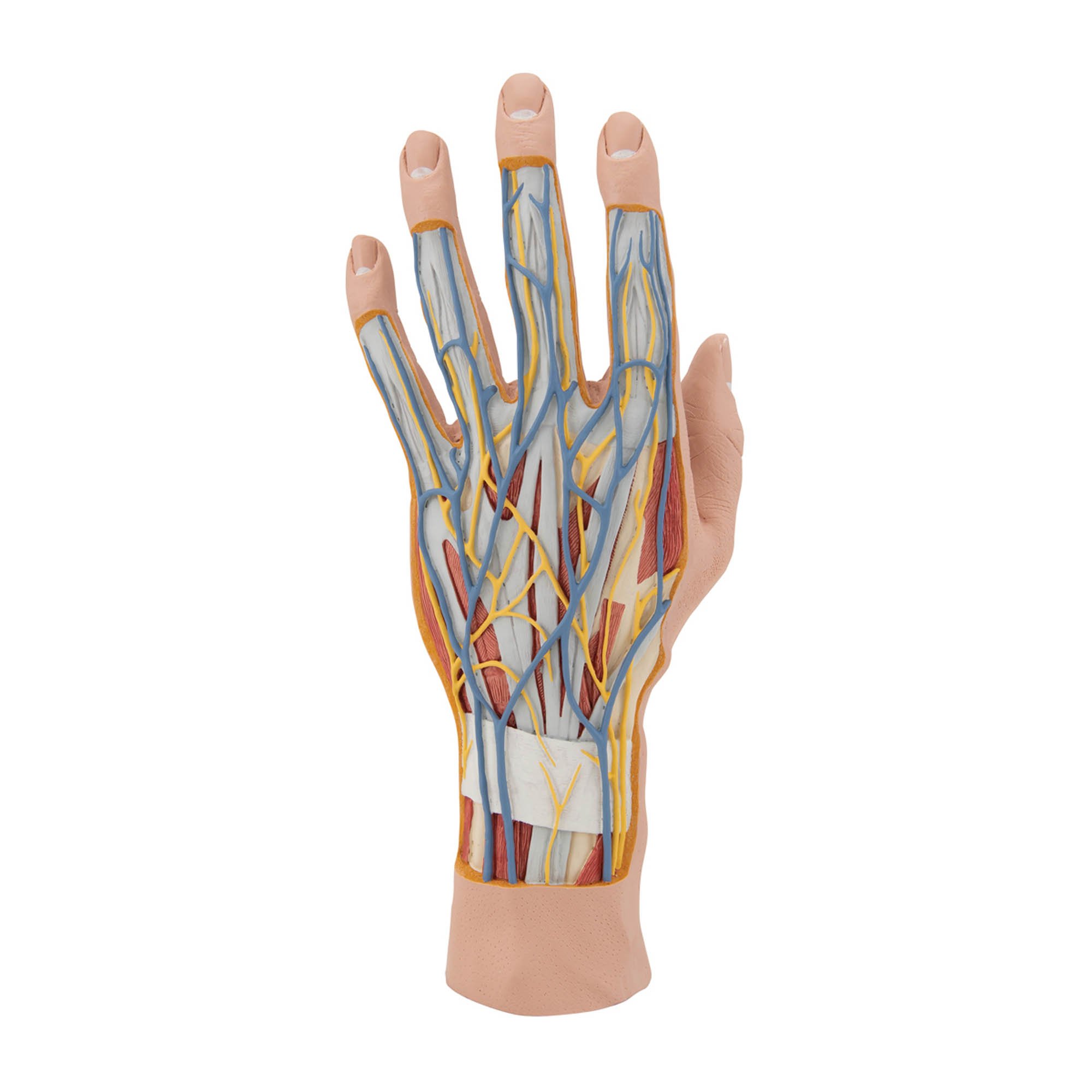 3B Scientific M18 Internal Hand Structure Model 3-Part