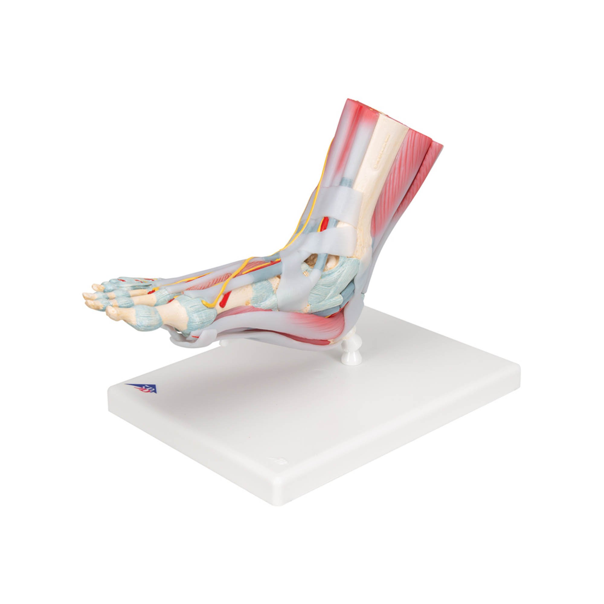 Normal Foot Model - 3B Smart Anatomy 005-1000354 - View #10