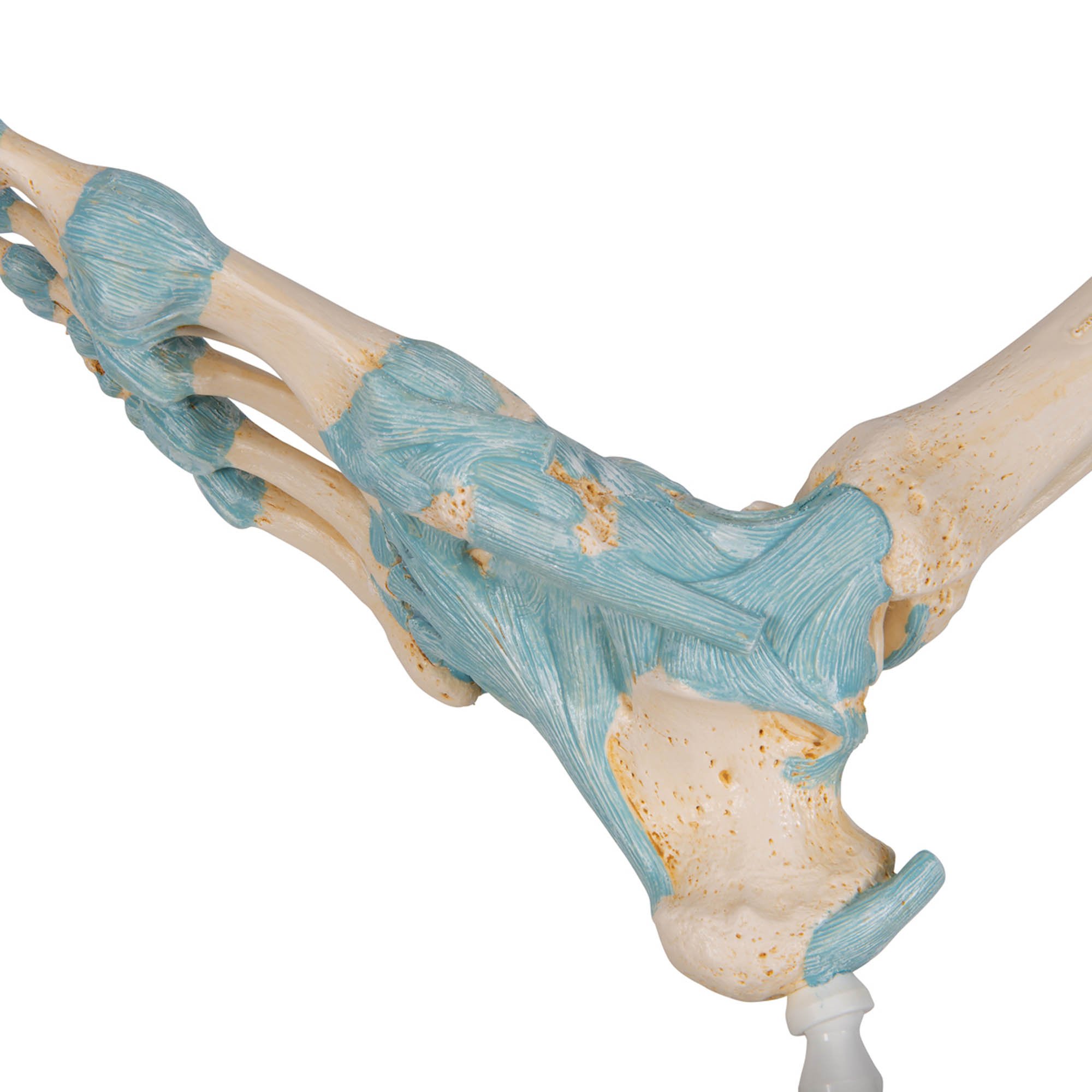 Normal Foot Model - 3B Smart Anatomy 005-1000354 - View #2