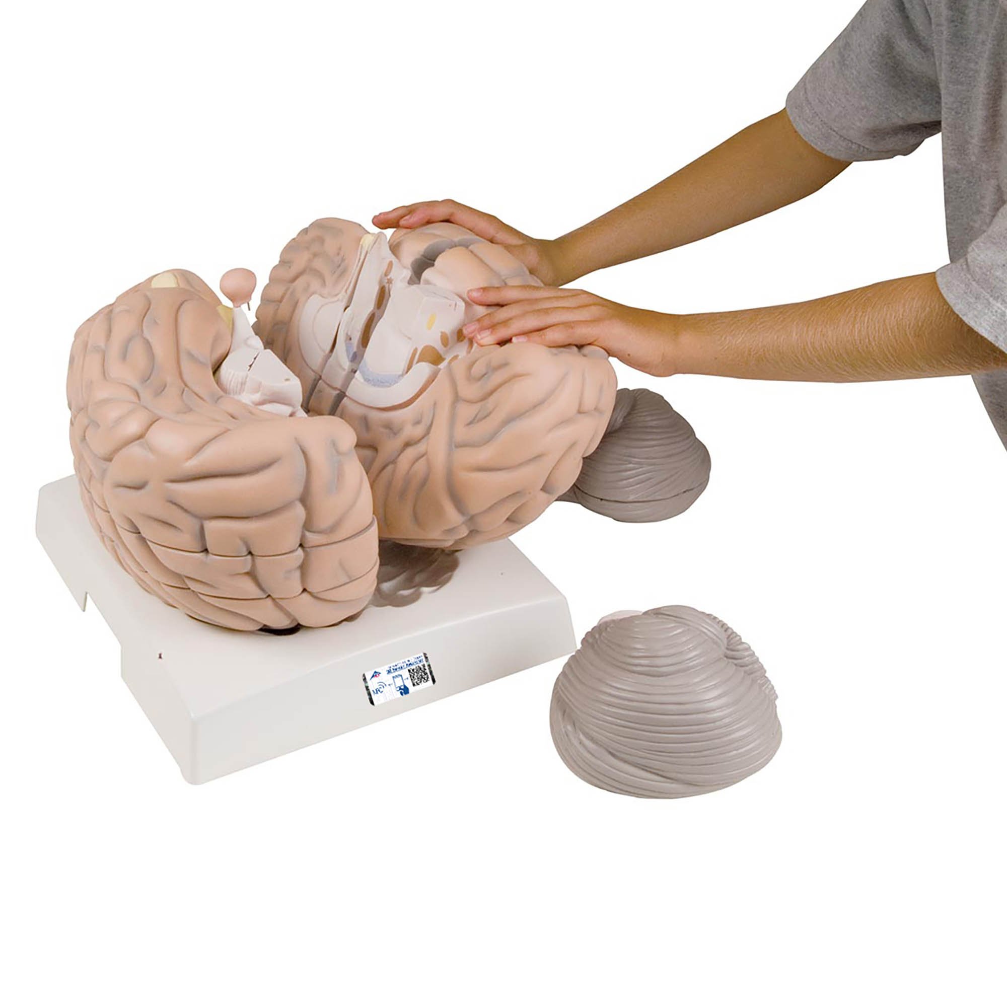 【超美品】PLUTONIUM BRAIN typeC 153cm plutonium Brain Type-C 153