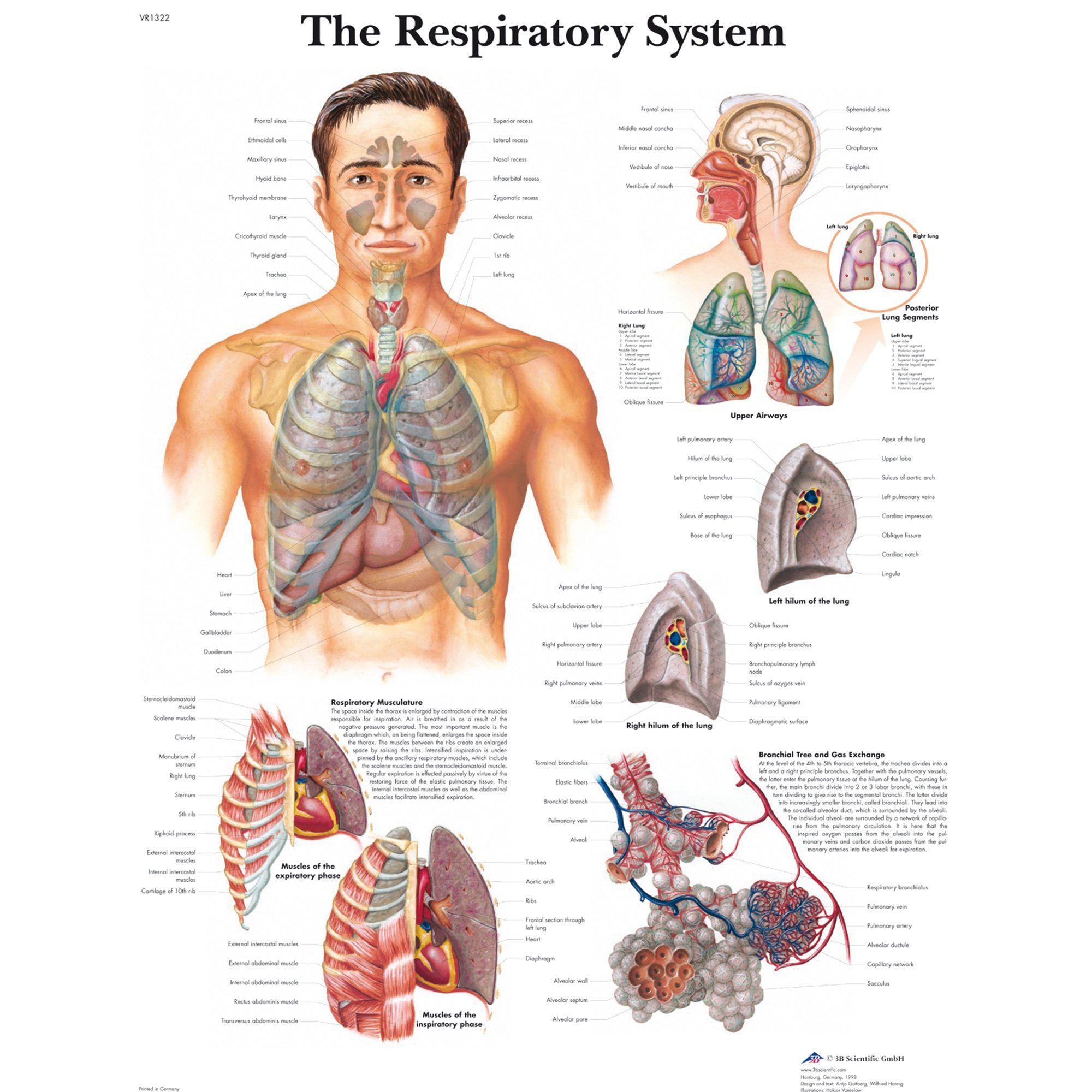 3B Scientific The Respiratory System Chart