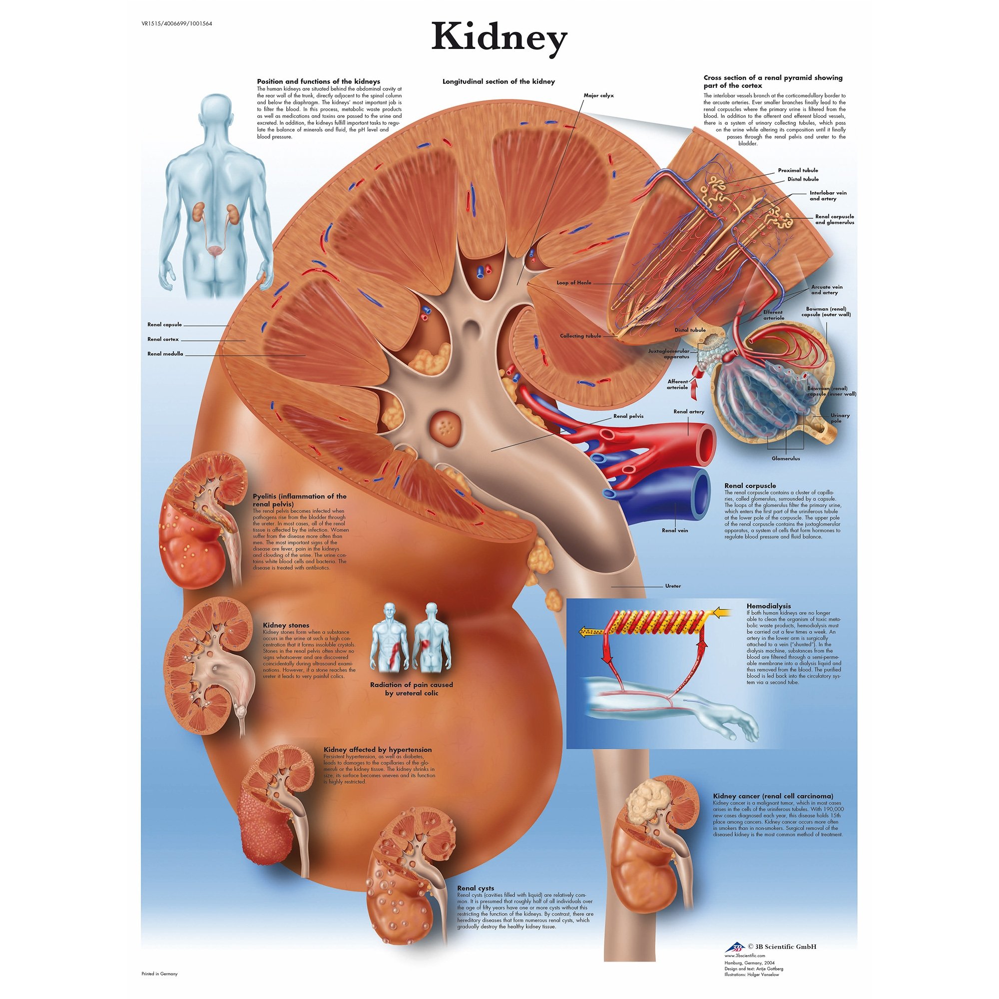 3B Scientific Kidney Chart