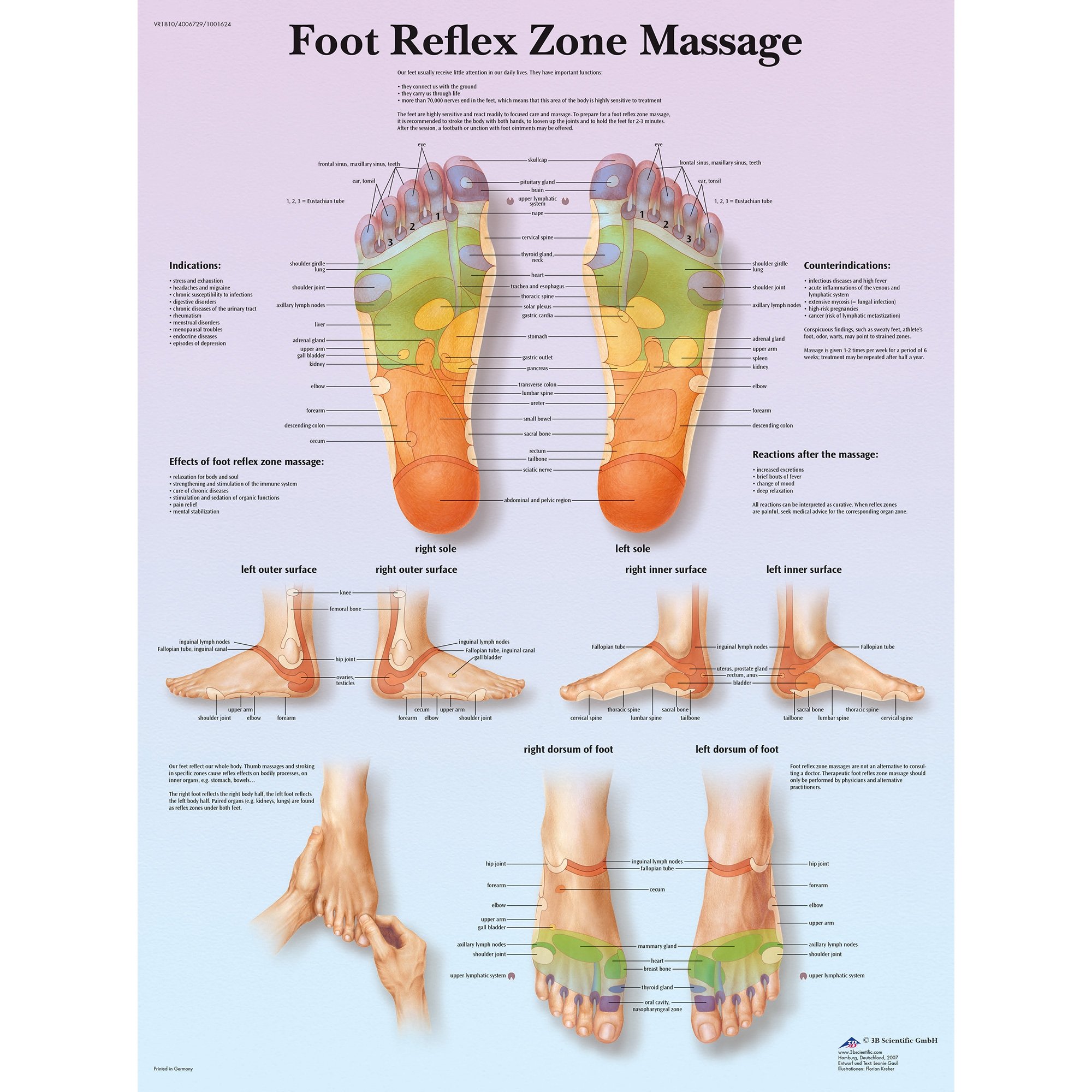 3b-scientific-foot-reflex-zone-massage-chart