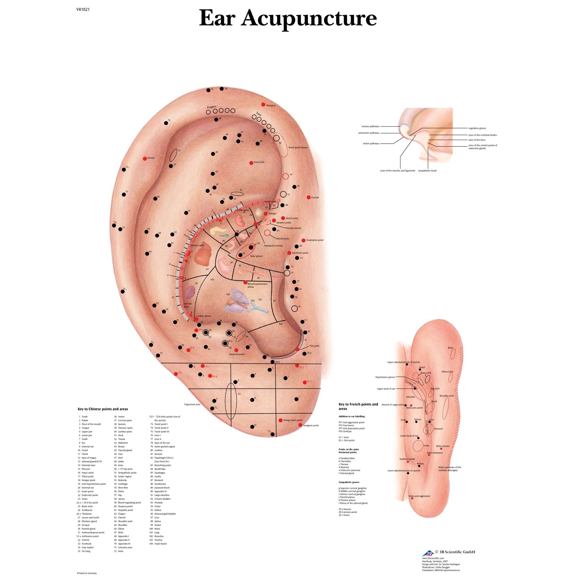 3B Scientific Ear Acupuncture Chart