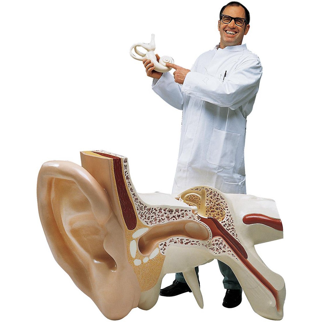 3B Scientific VJ510 Worlds Largest Ear Model 15x Full Size 3Part