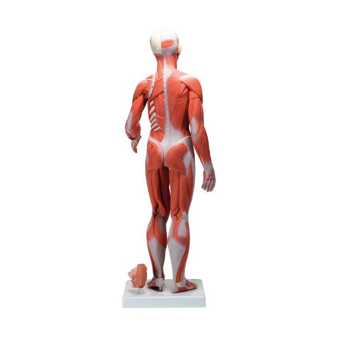 3B Scientific B56 Complete Female Muscular Figure 21-Part