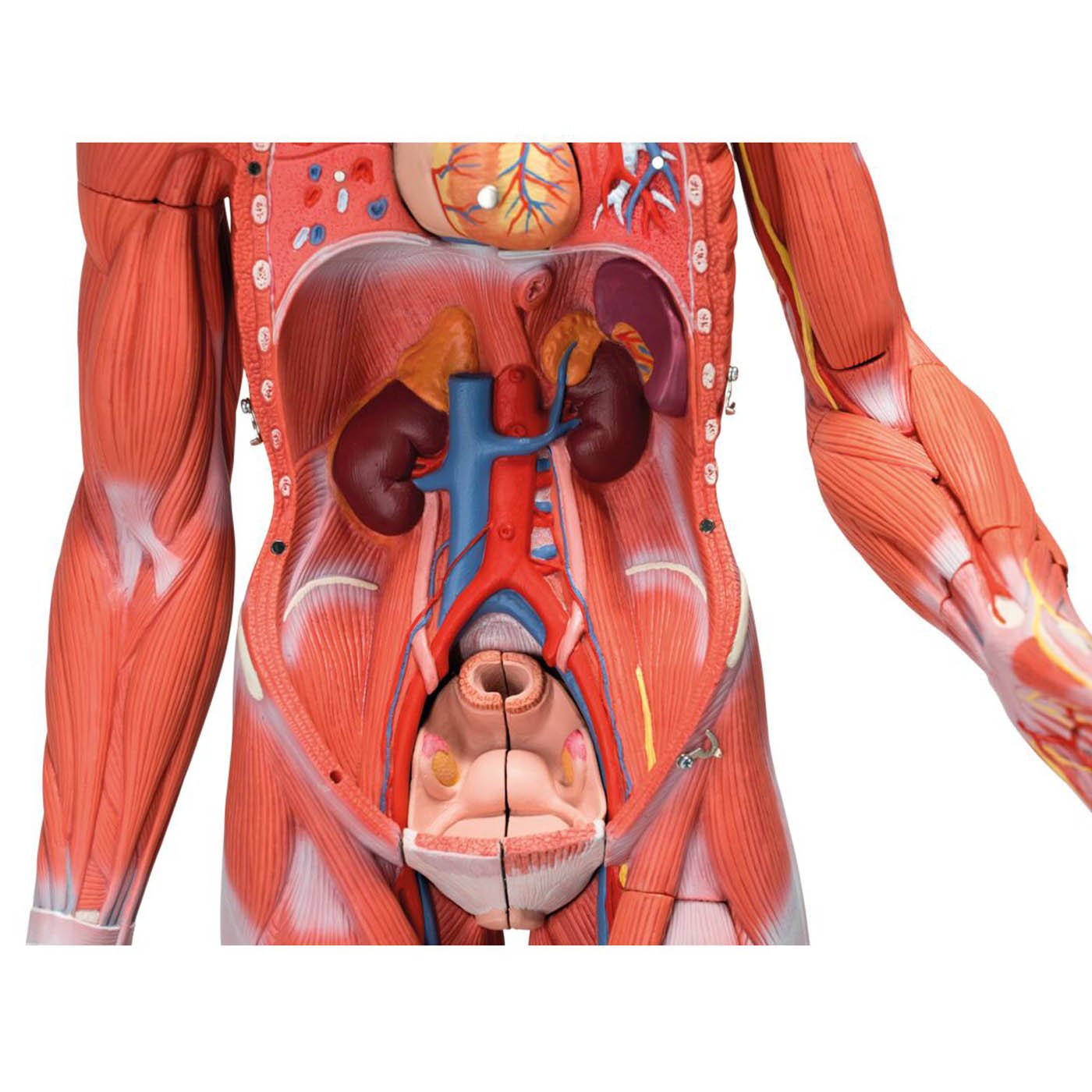 3B Scientific B56 Complete Female Muscular Figure 21-Part