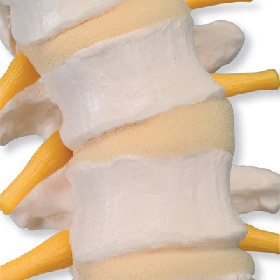 3B Scientific VB84 Flexible Spine Model Soft Intervertebral