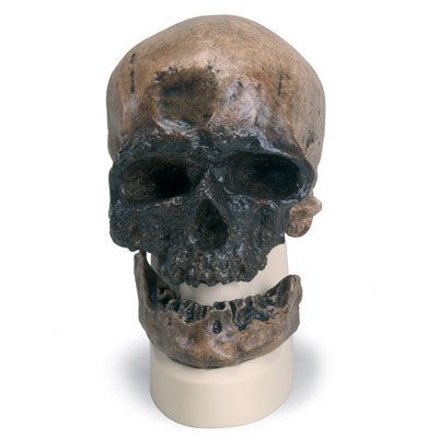 3b Scientific Vp755 1 Replica Di Cranio Australopithecus Boisei Modellini Animali Cancelleria E Prodotti Per Ufficio Последние твиты от crânio (@cranio). 3b scientific vp755 1 replica di cranio