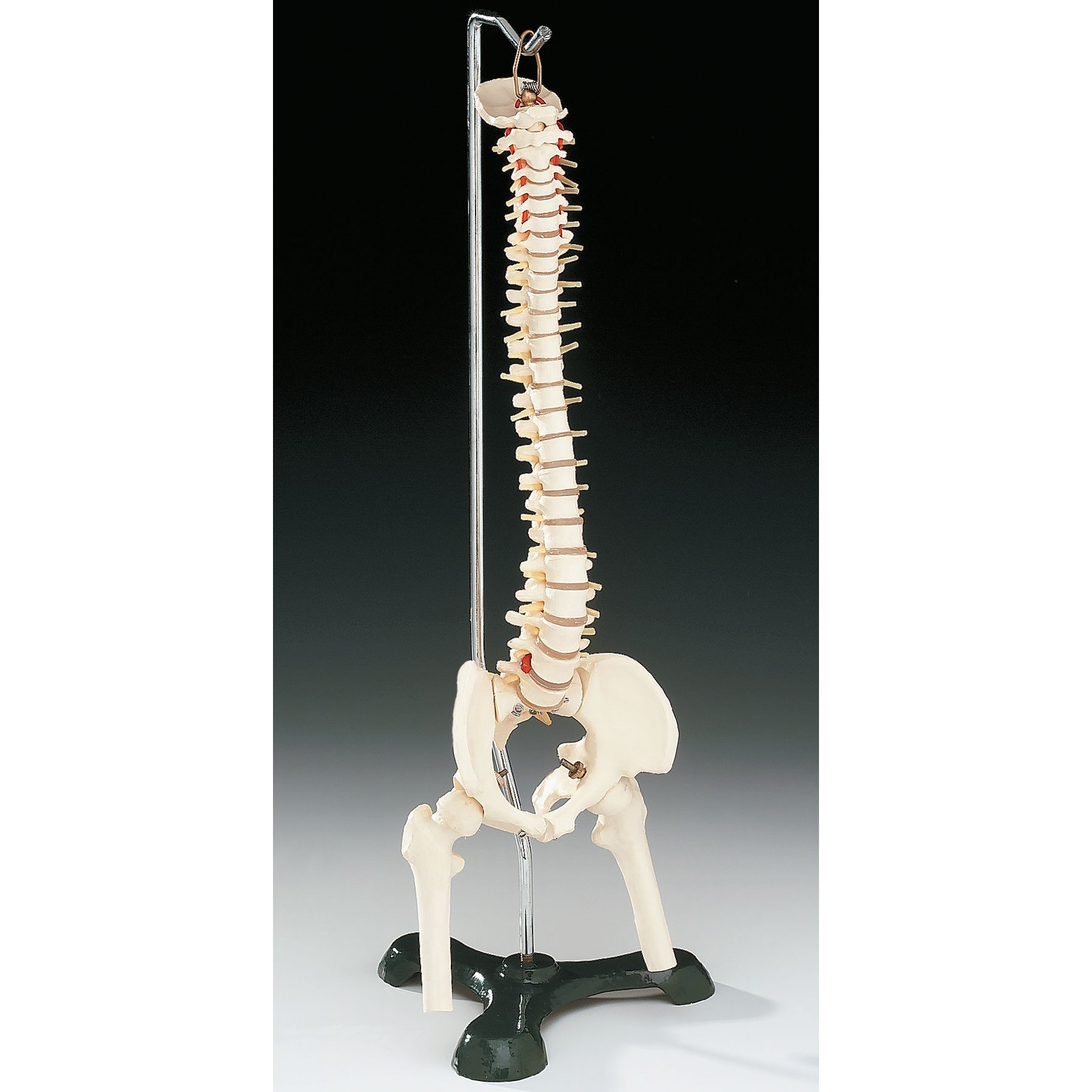 Flexible Desk-Size Vertebral Column on Hanging Stand CS85X