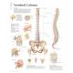 The Vertebral Column Chart